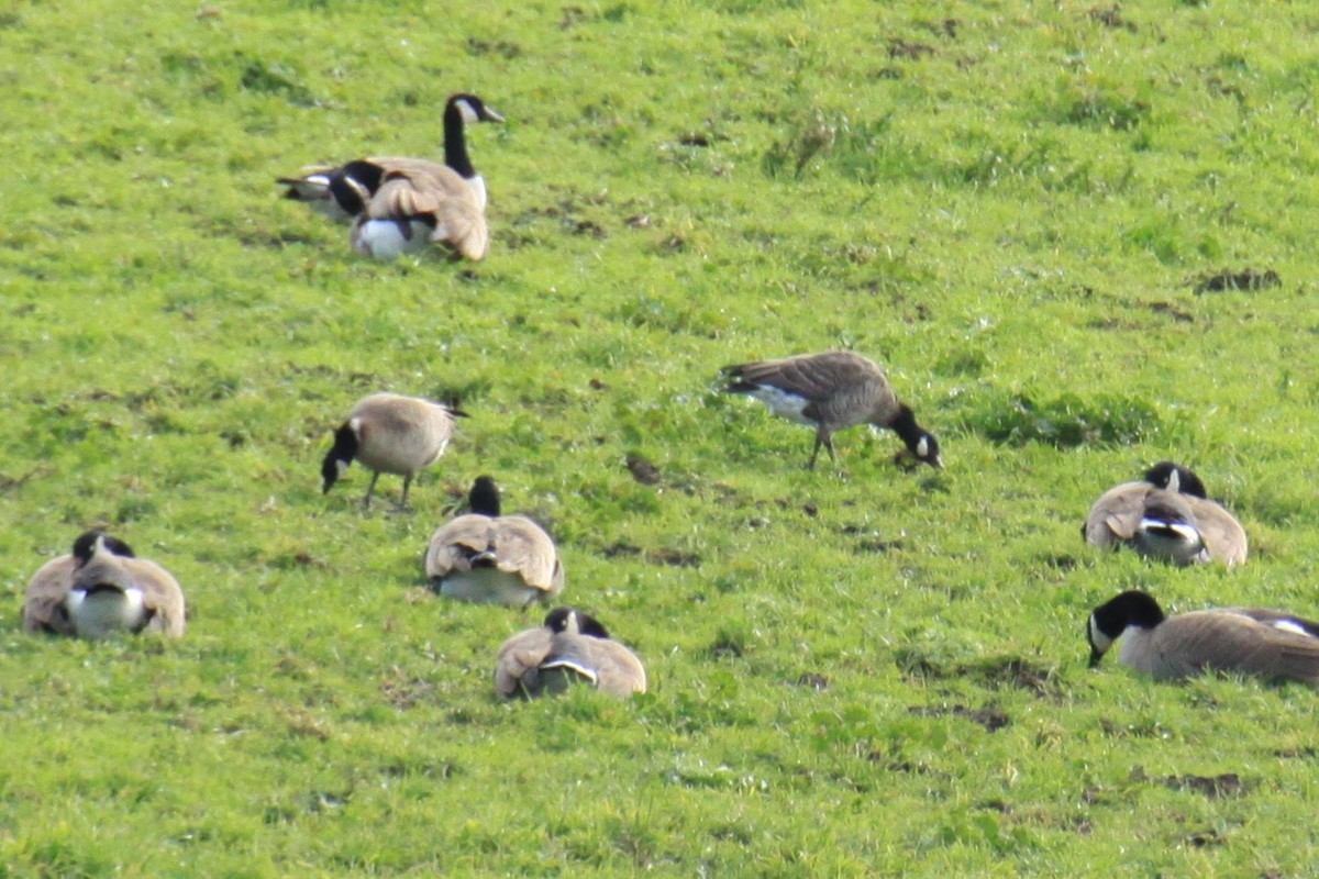 Cackling Goose (Aleutian) - mario balitbit