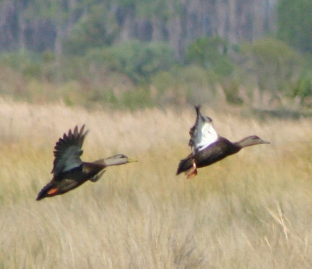 American Black Duck - Mark Hughes