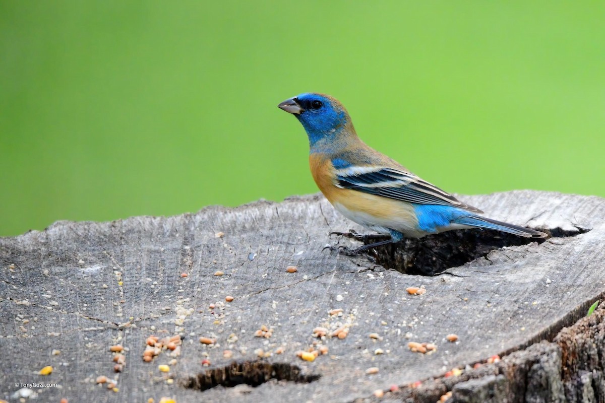 Lazuli Bunting - ML446591721