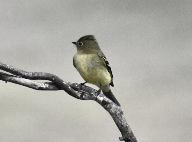 Yellow-bellied Flycatcher - ML446592731