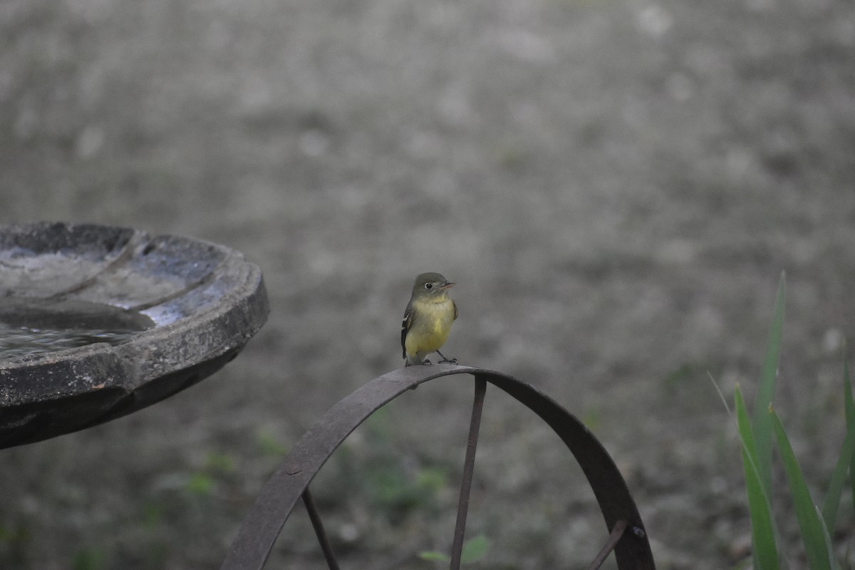 Yellow-bellied Flycatcher - ML446592781