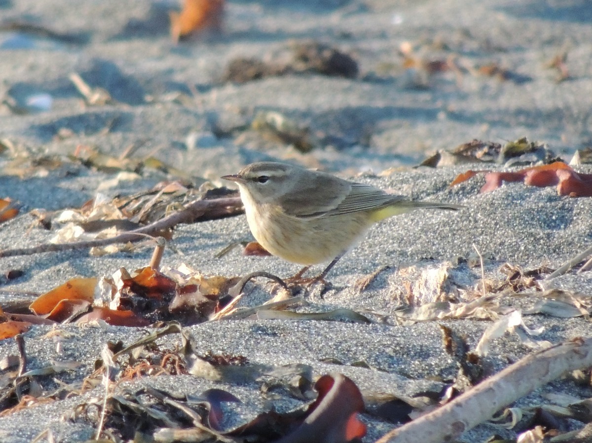 Palm Warbler - 3 Crabs Bird Monitoring Project