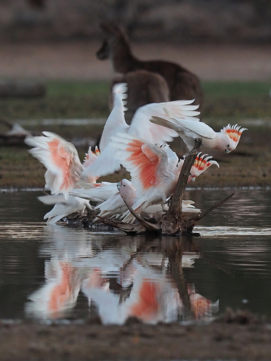 Pink Cockatoo - ML446593381