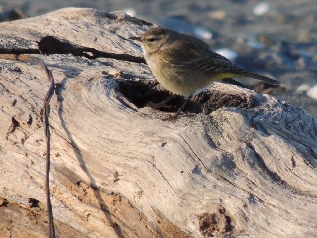 Palm Warbler - ML44659361