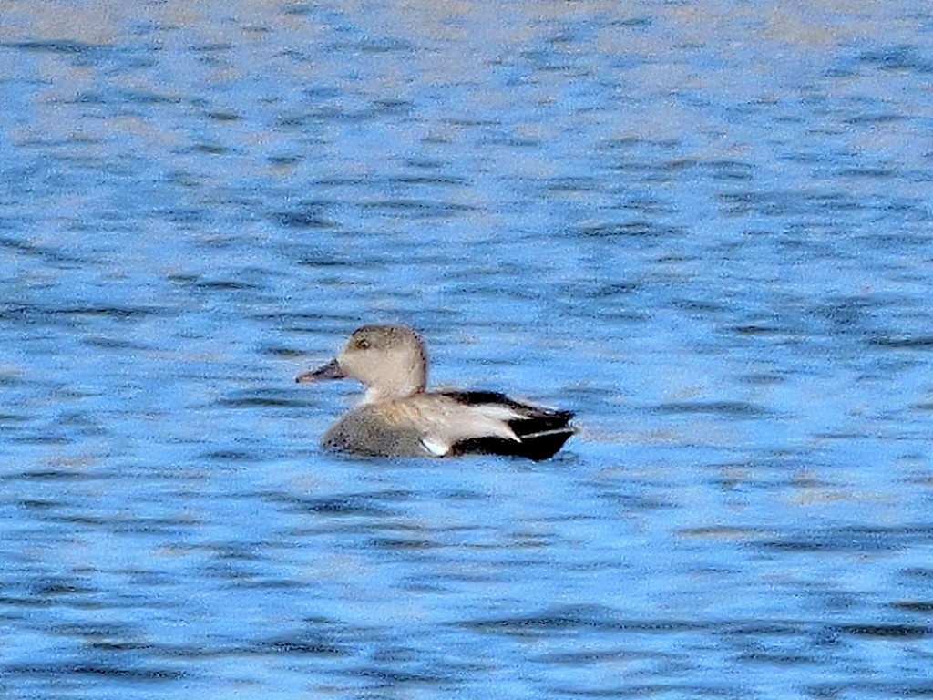 Gadwall - ML446593671