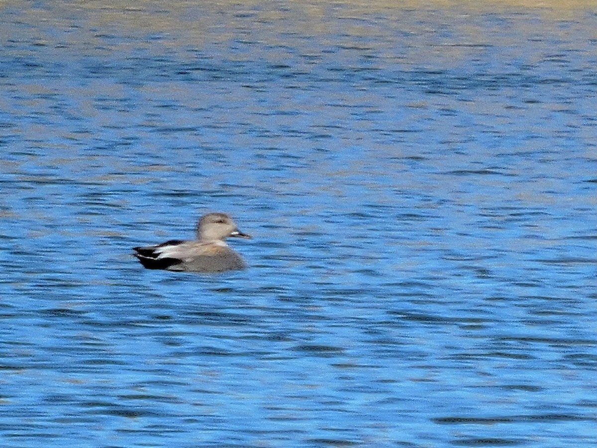 Gadwall - ML446593691