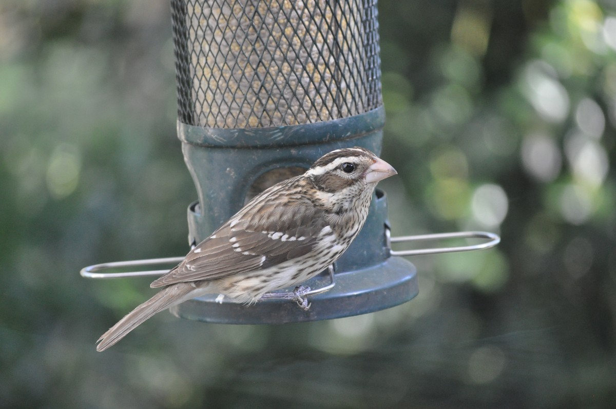 Rose-breasted Grosbeak - ML446595941