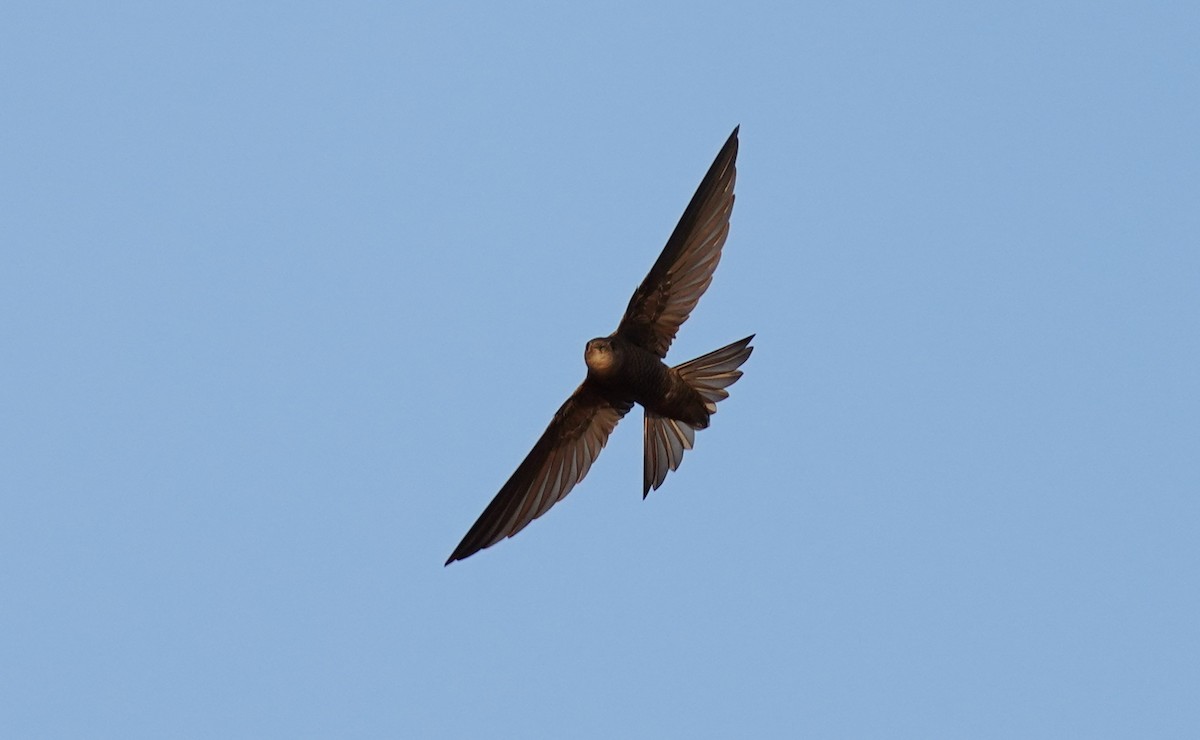 Plain Swift - ML446596181