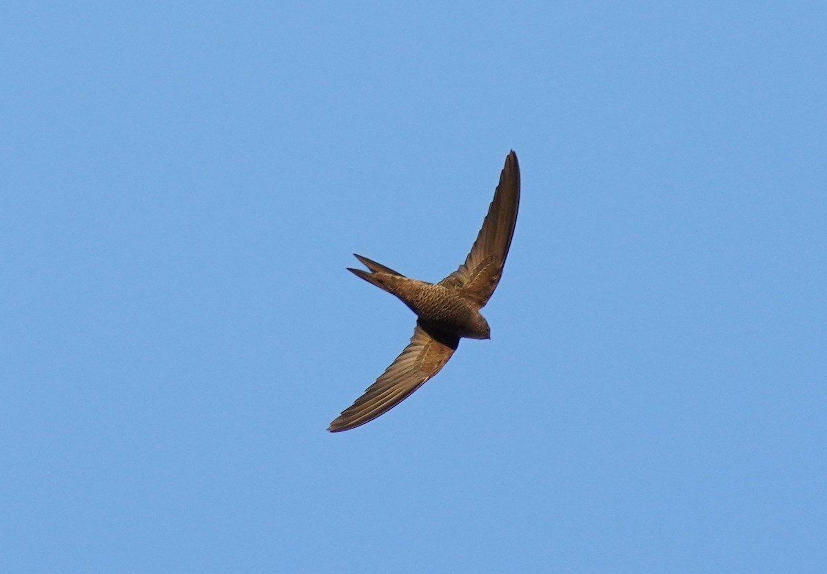 Plain Swift - ML446596191