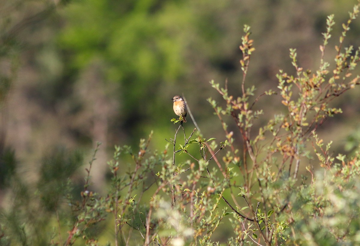 European Stonechat - ML446596941