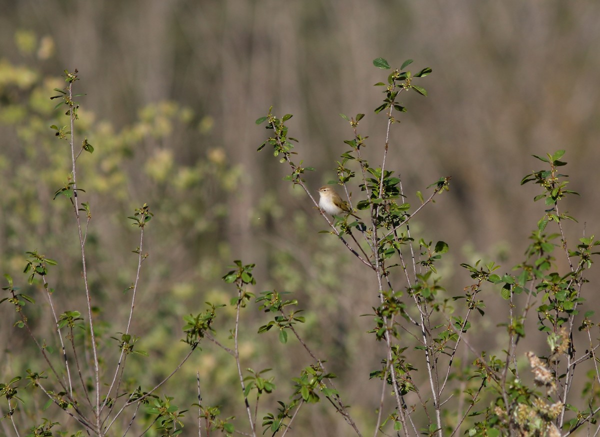 Western Bonelli's Warbler - ML446597311