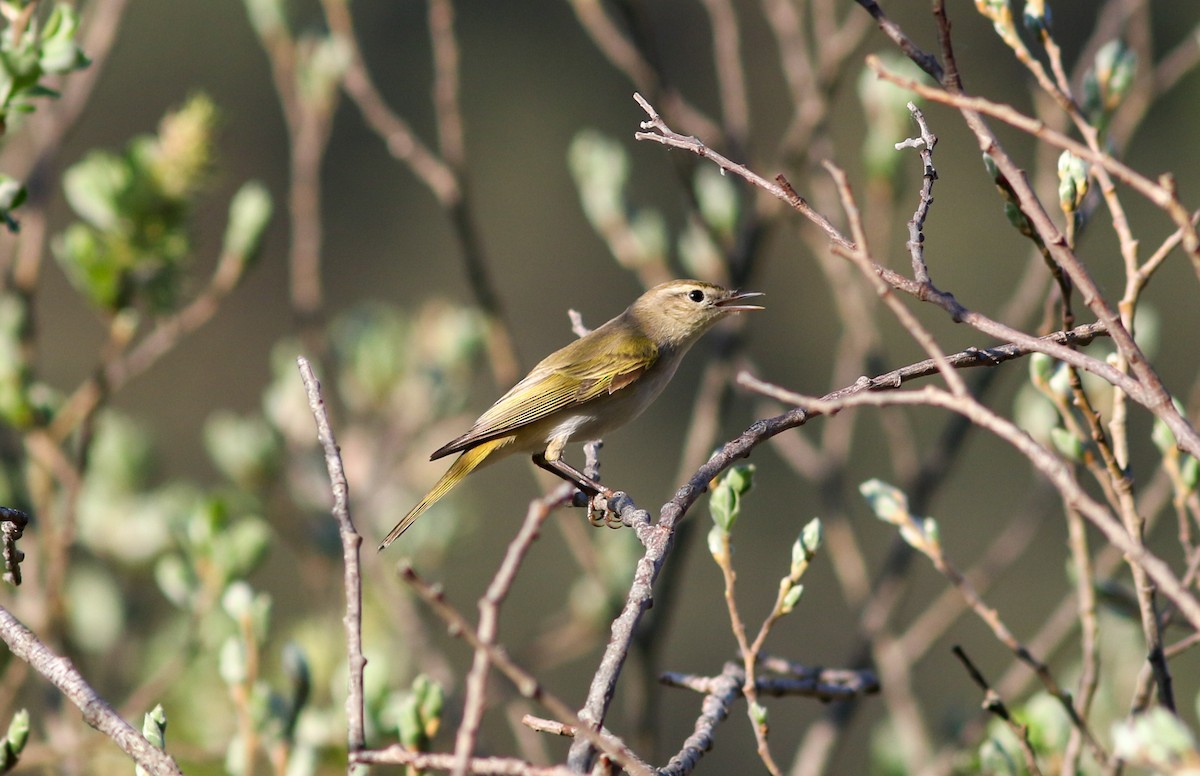 Western Bonelli's Warbler - ML446597681