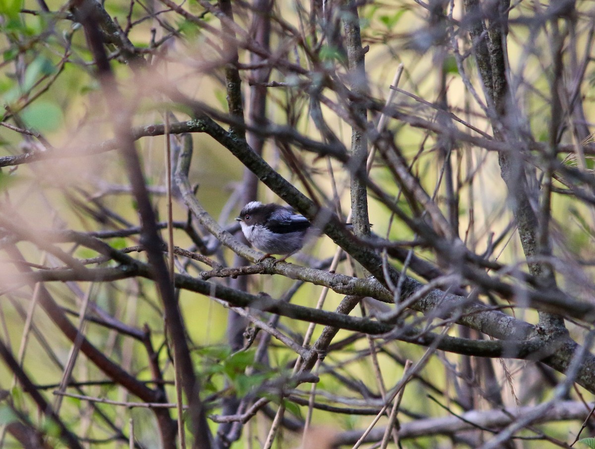 Long-tailed Tit - ML446597861