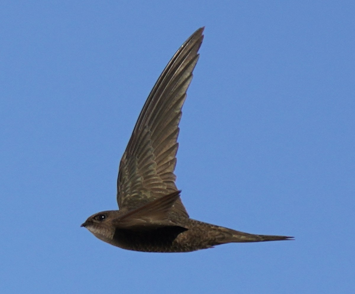 Plain Swift - ML446598441