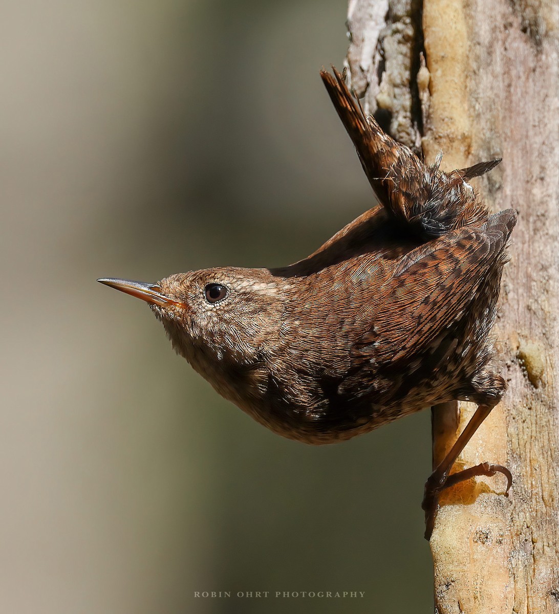 Winter Wren - ML446598591