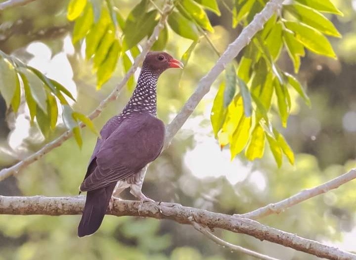 Scaled Pigeon - ML446599051