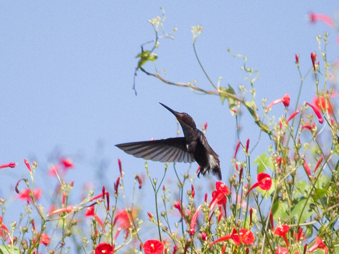 Black Jacobin - ML446599251