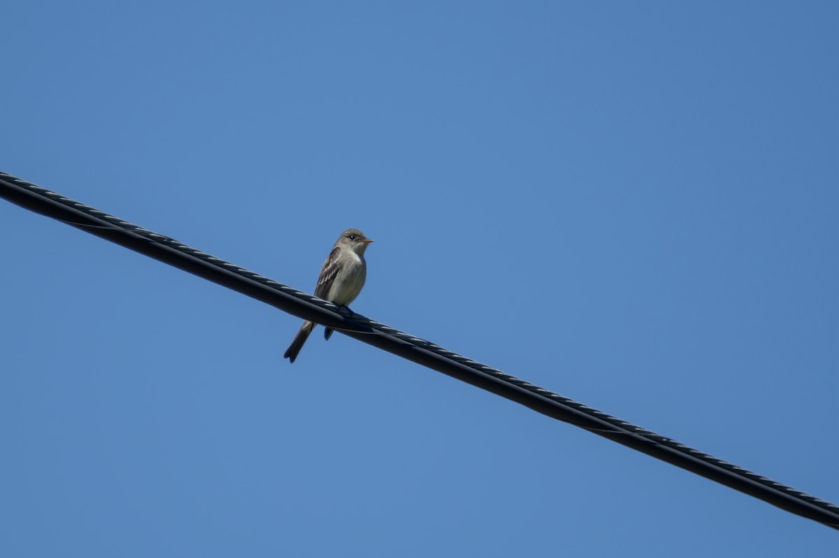 Eastern Wood-Pewee - ML446599321