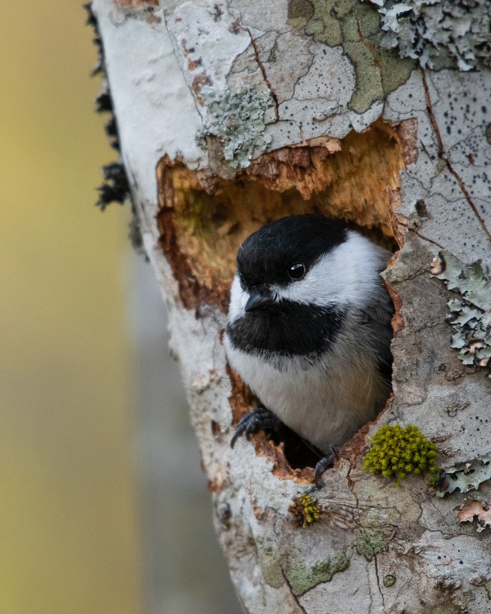 Black-capped Chickadee - ML446601051