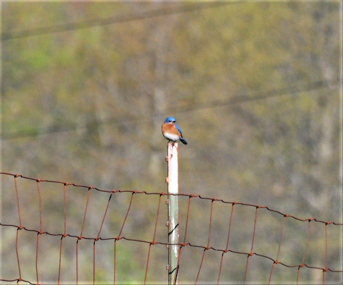 Eastern Bluebird - ML446603931