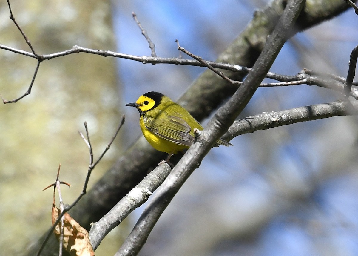 クロズキンアメリカムシクイ - ML446604211