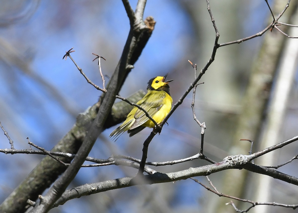 クロズキンアメリカムシクイ - ML446604281