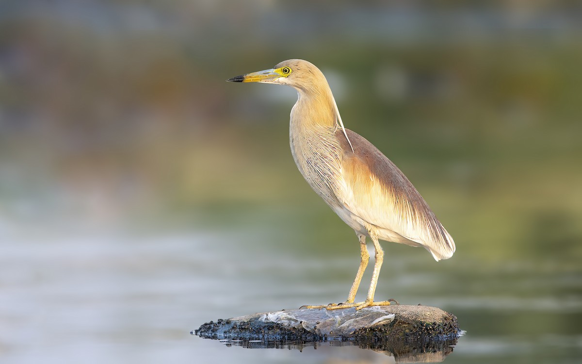 Indian Pond-Heron - ML446604881