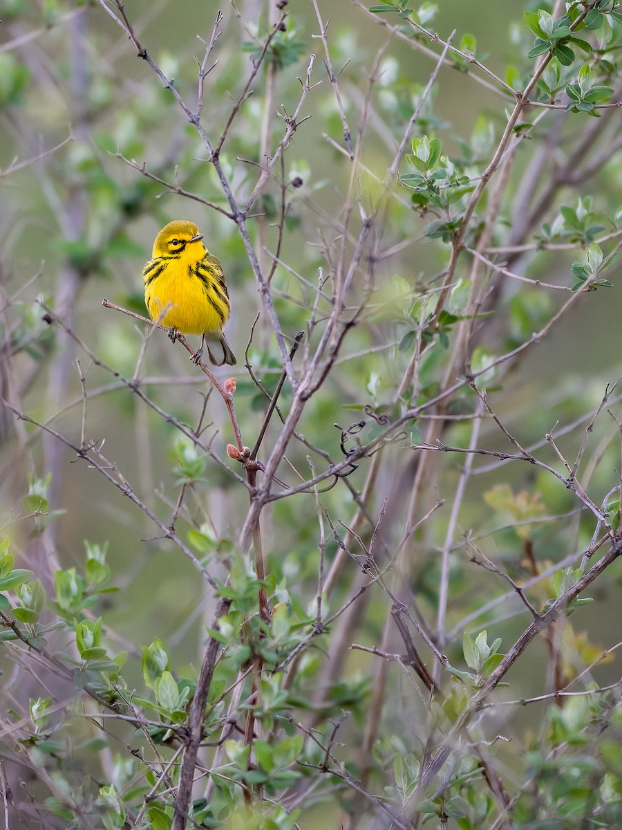 Prairie Warbler - ML446605531