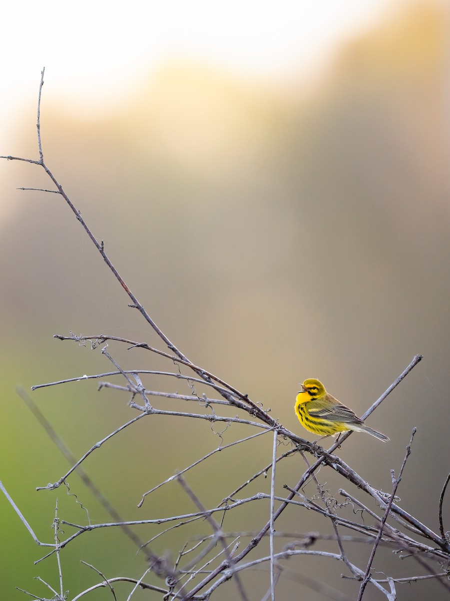 Prairie Warbler - ML446605571