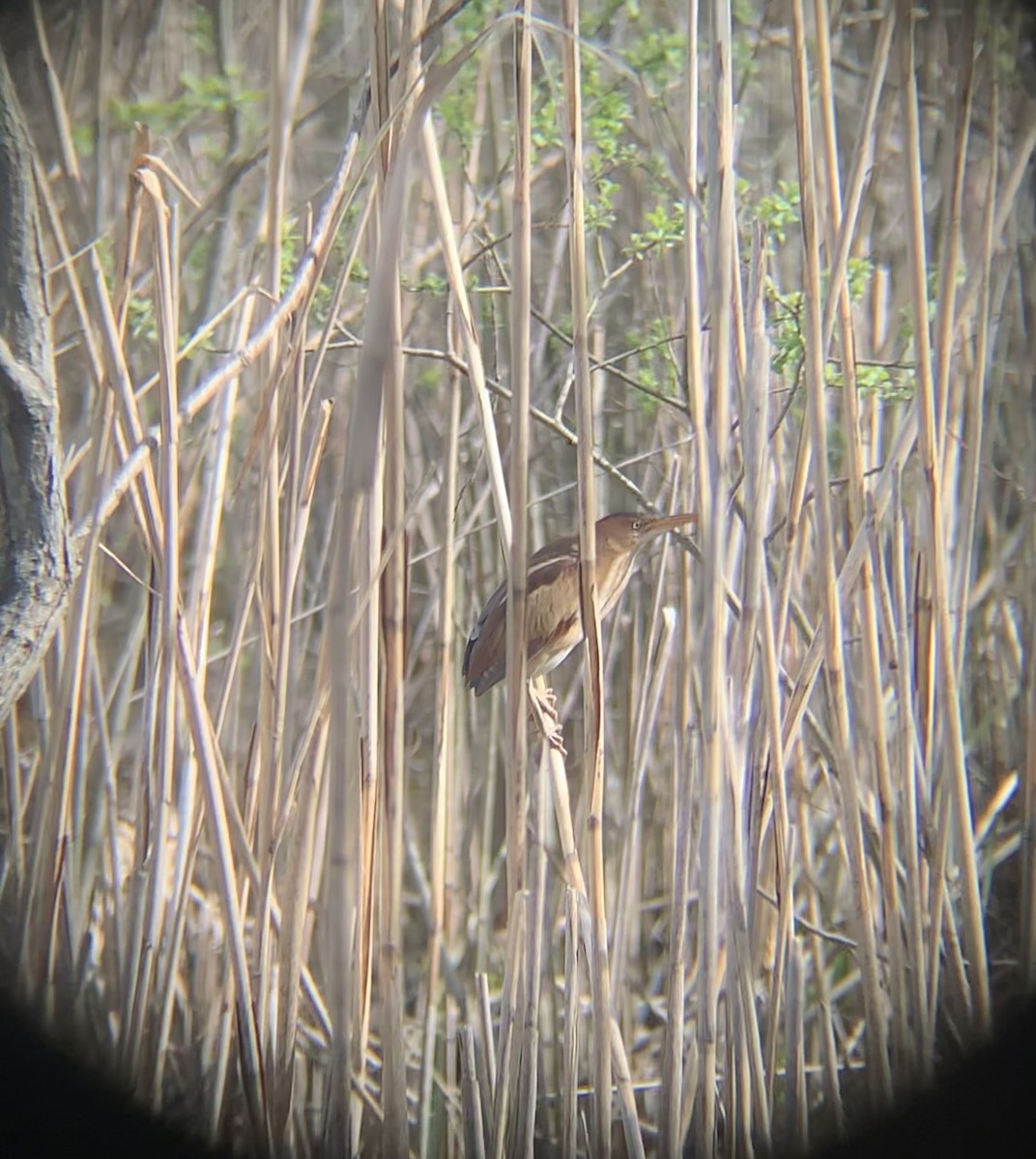 Least Bittern - ML446606451