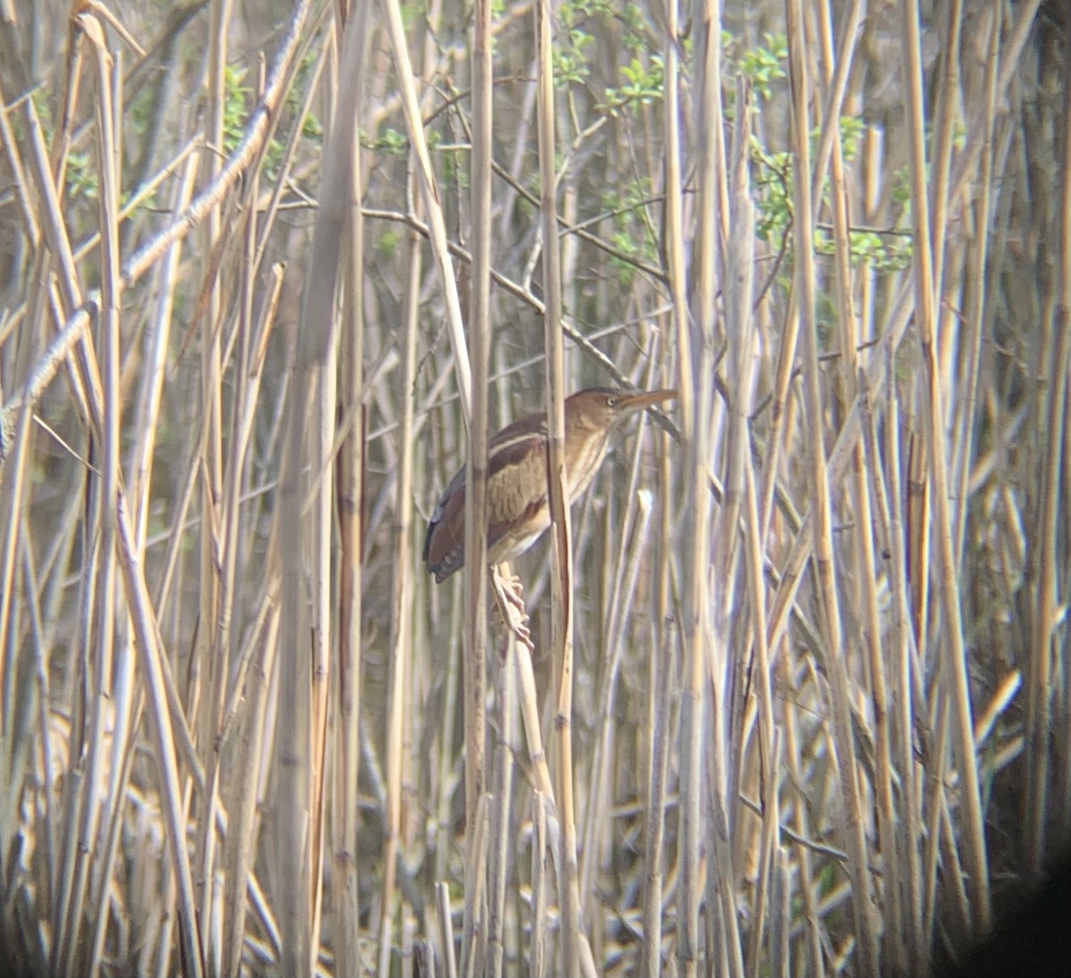 Least Bittern - ML446606461