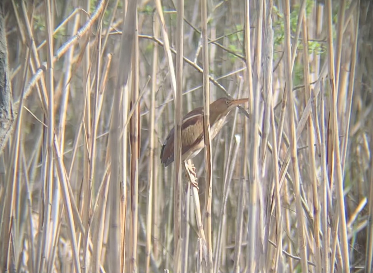 Least Bittern - ML446606471