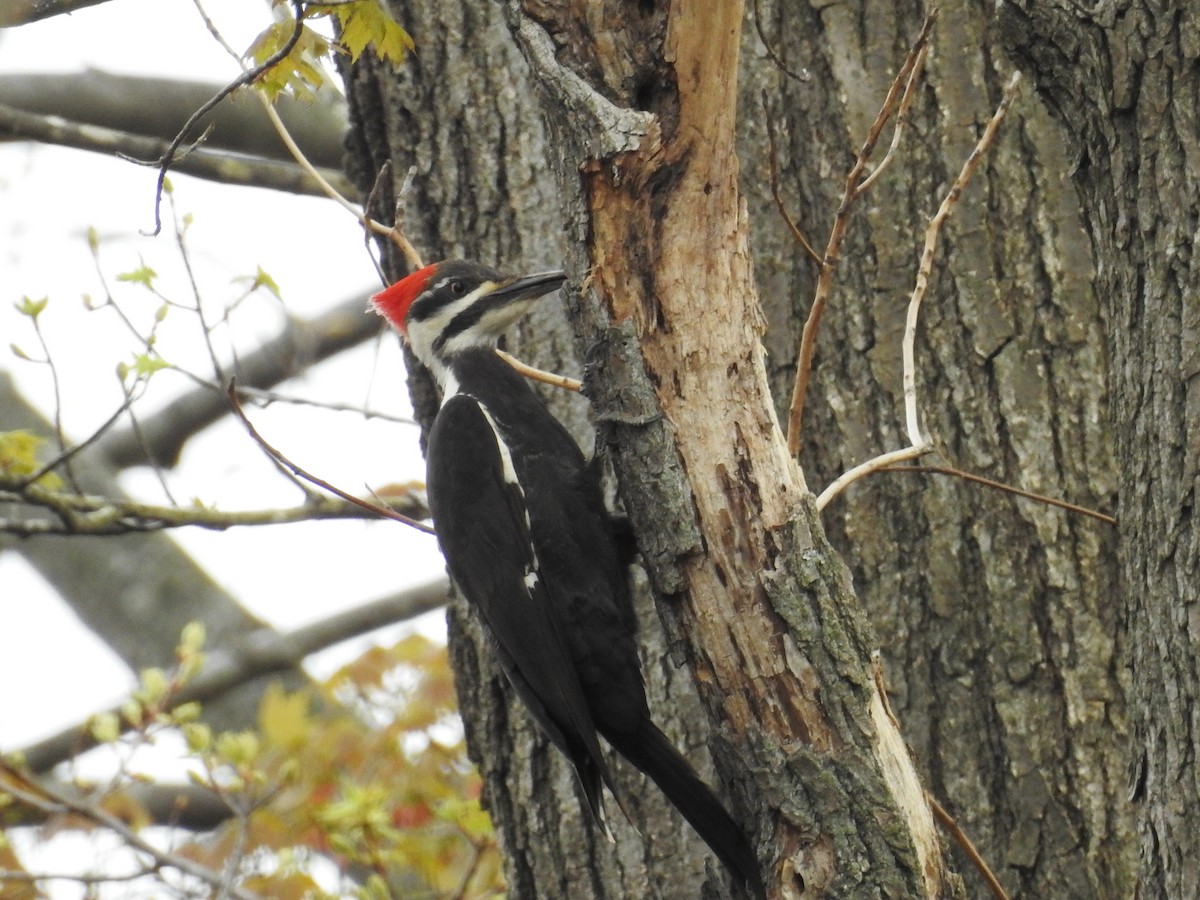 Pileated Woodpecker - ML446608341