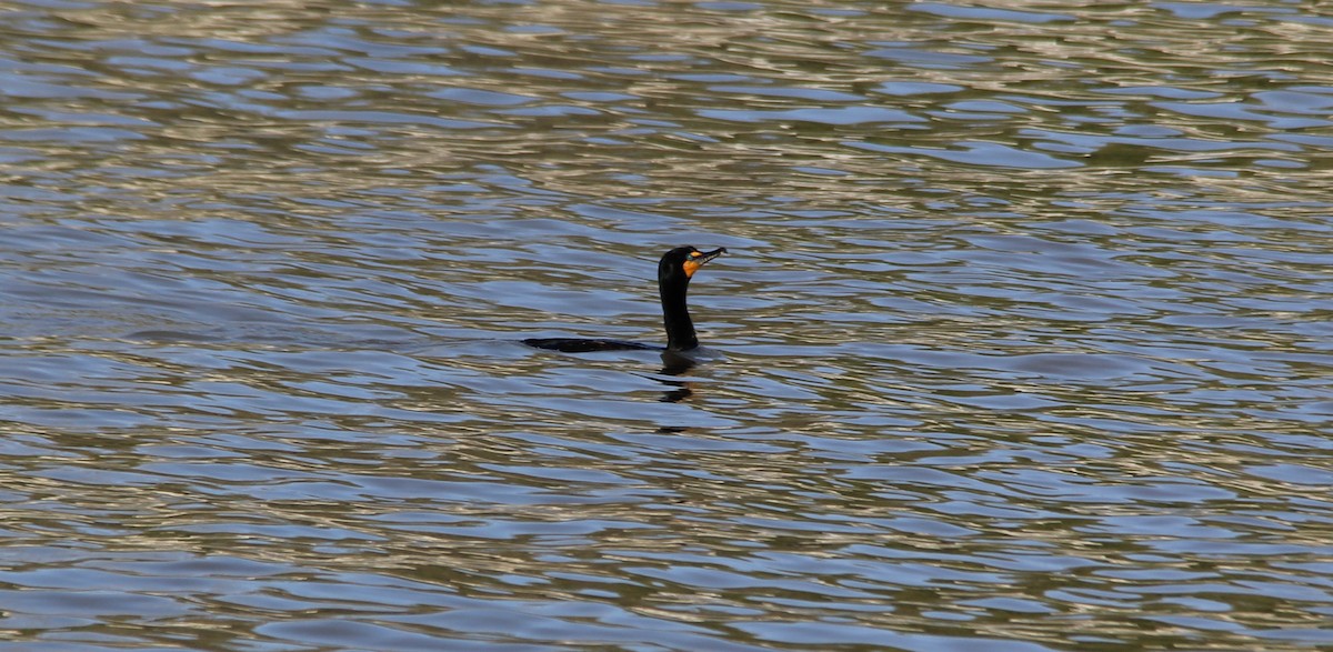 Double-crested Cormorant - ML446608621