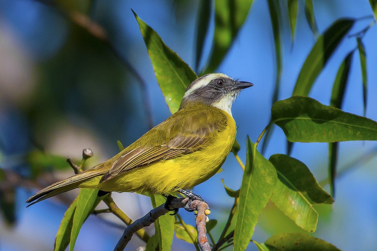 Social Flycatcher - ML44661001