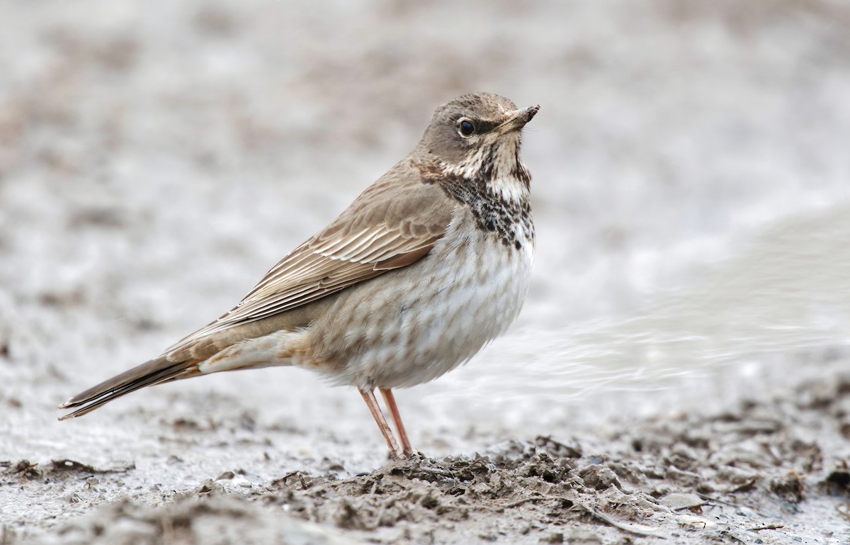 Birigarro paparbeltza - ML446610561