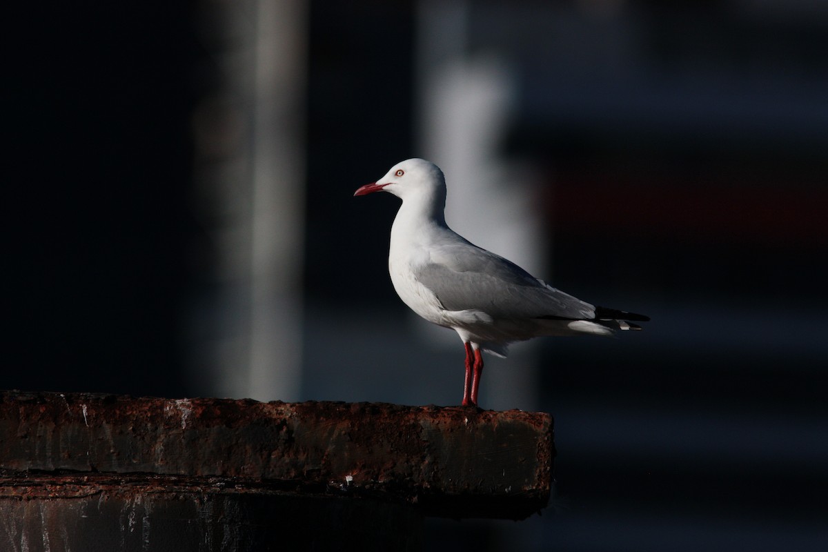 Silberkopfmöwe (novaehollandiae/forsteri) - ML446610681