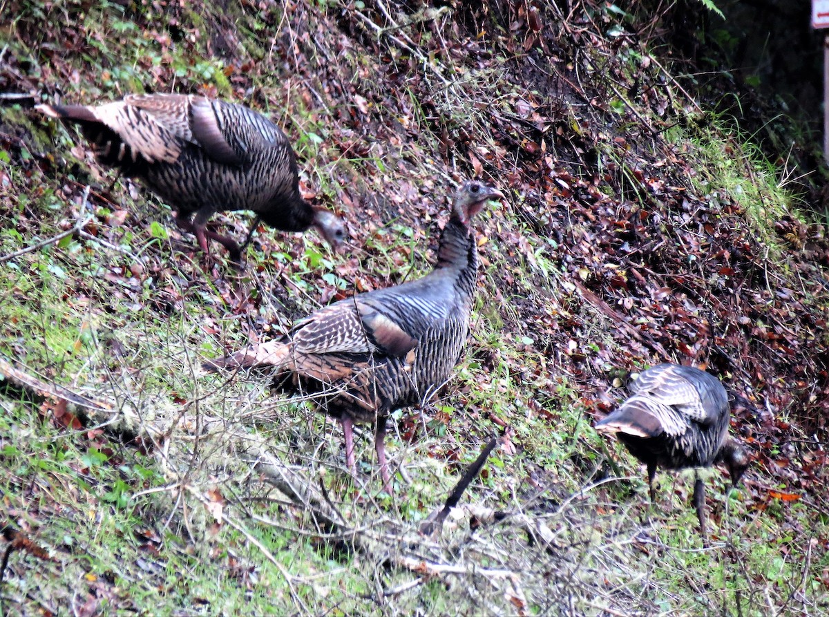 Wild Turkey - Chris Hayward