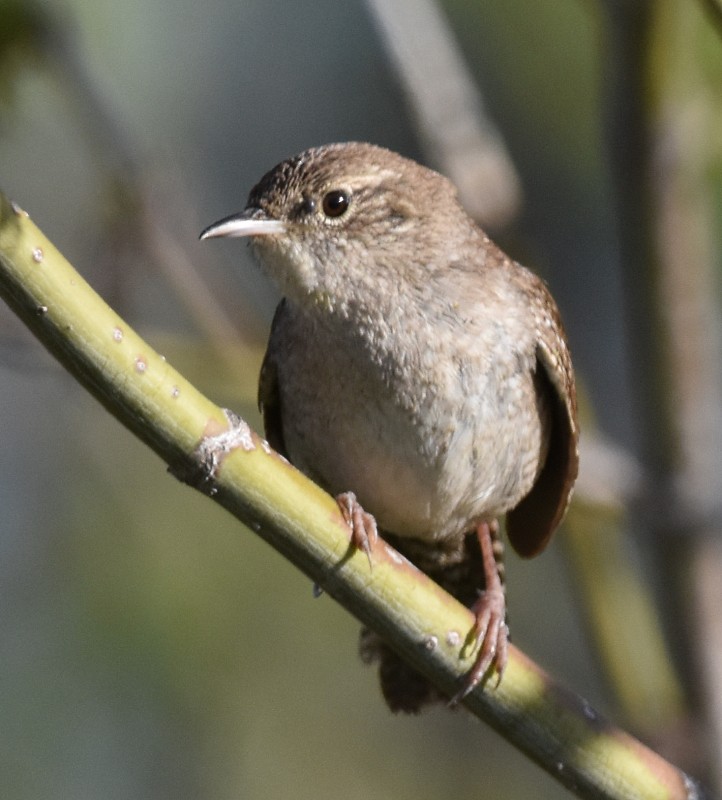 House Wren - Regis Fortin