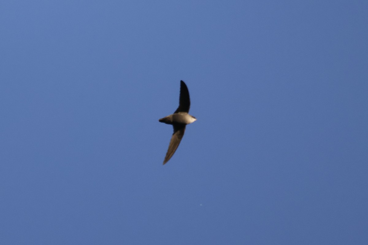 Chimney Swift - ML446616161