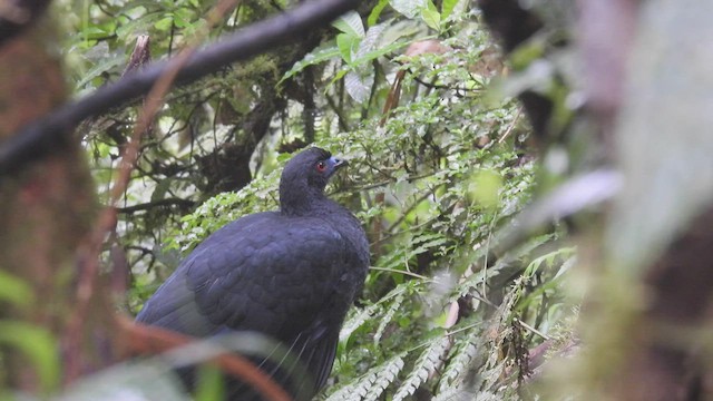 Black Guan - ML446616331