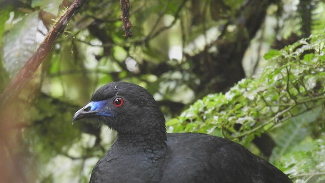 Schwarzguan - ML446616361