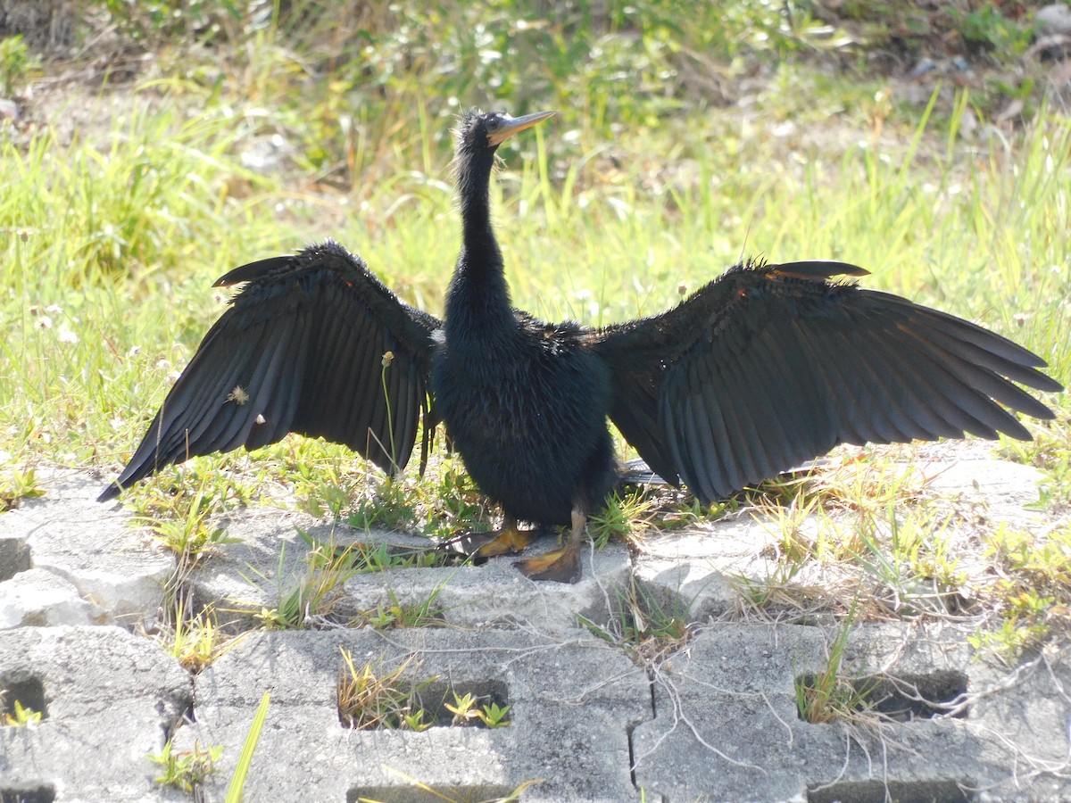 Anhinga - ML446616431