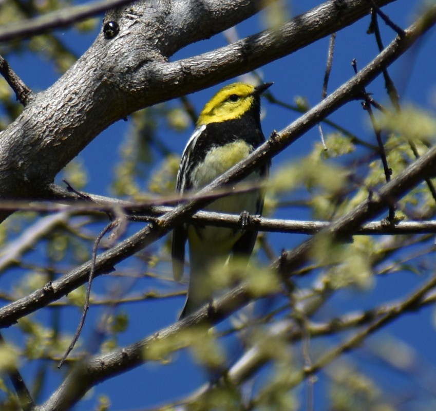 Black-throated Green Warbler - ML446618101