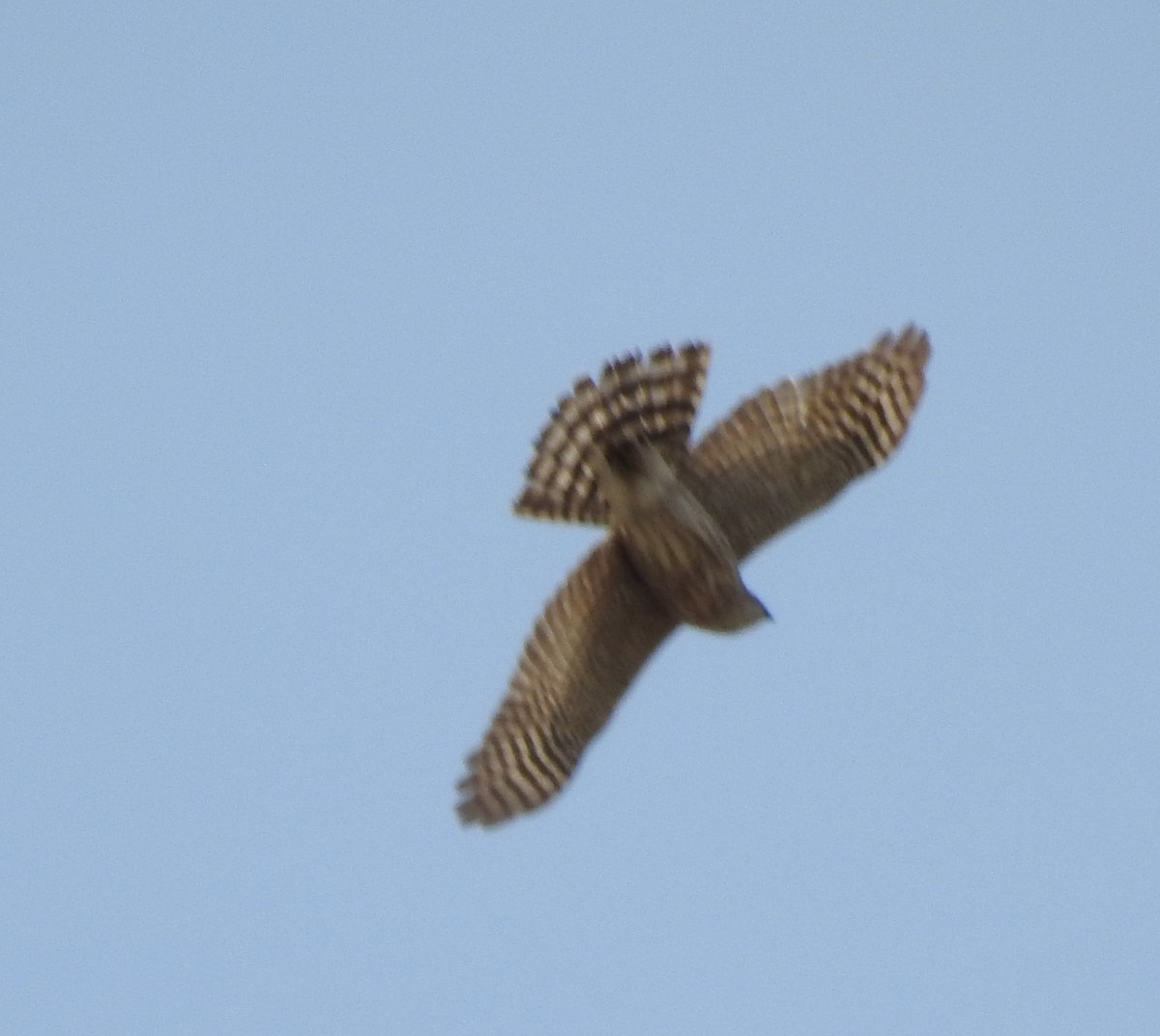 Sharp-shinned Hawk - ML446619171