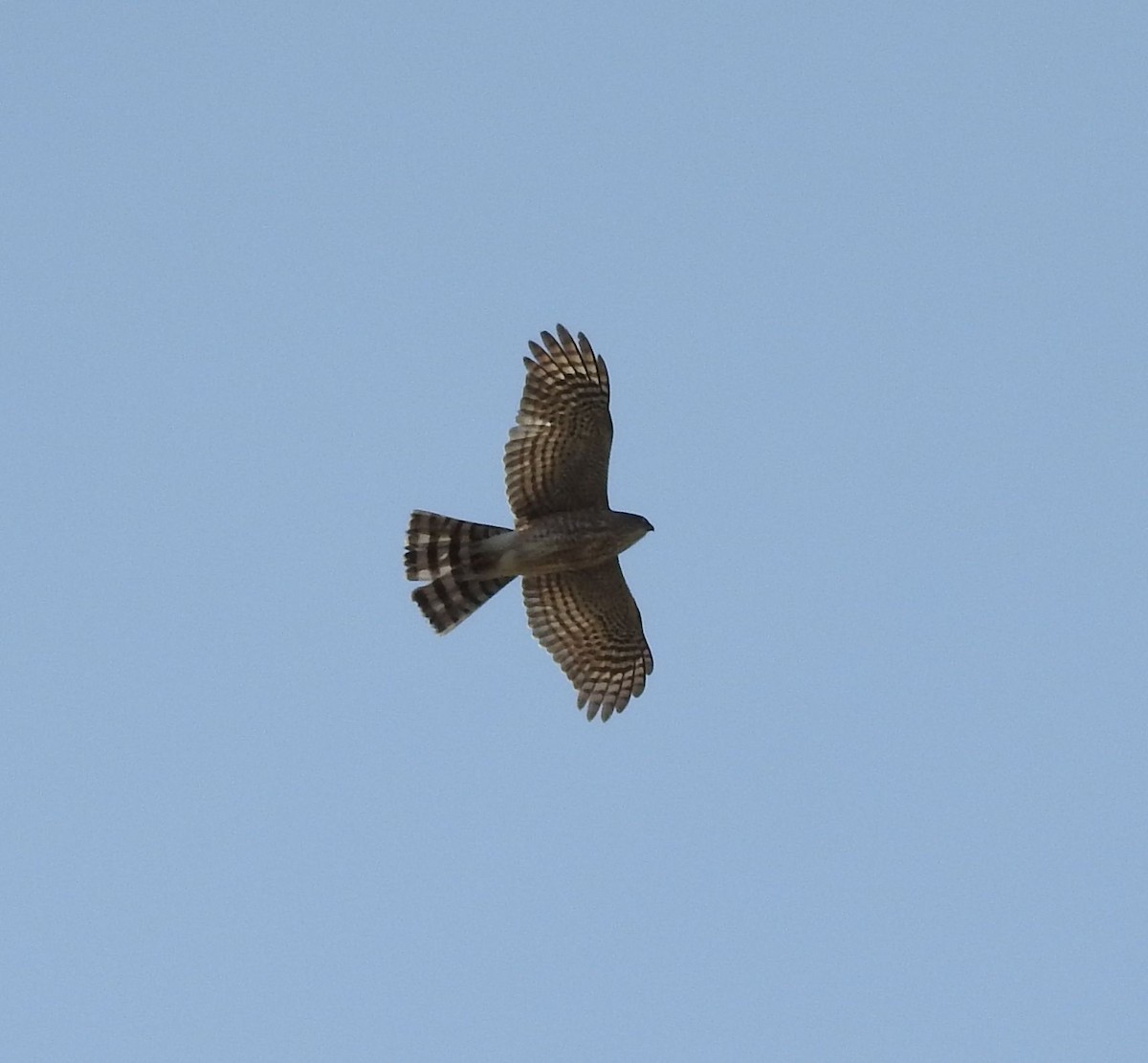 Sharp-shinned Hawk - ML446619291