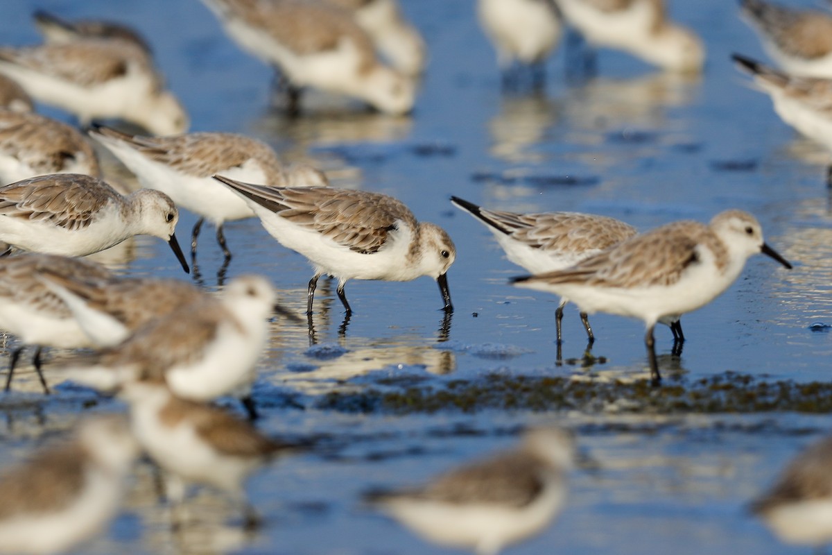 Bécasseau sanderling - ML446619561