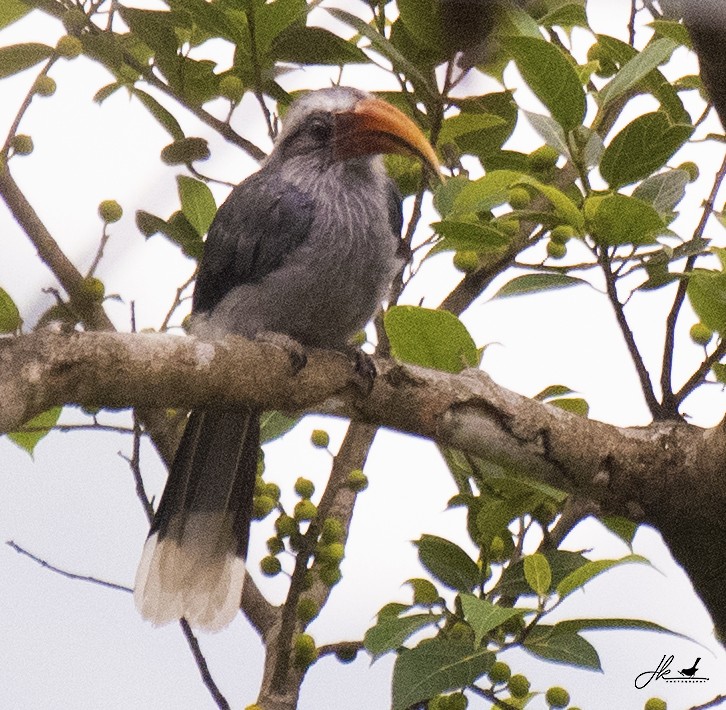 Malabar Gray Hornbill - ML446619971