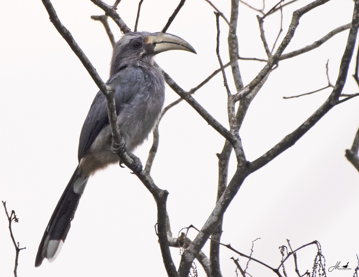 Malabar Gray Hornbill - ML446619991