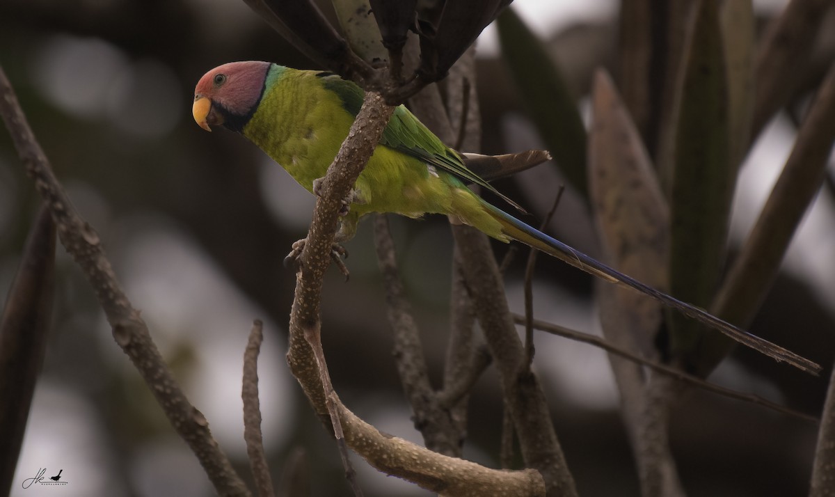 Plum-headed Parakeet - ML446620131